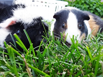 Two guinea pigs are nestled in a patch of lush green grass. One has a black and white coat with a touch of red near the ear, while the other has a tricolor pattern with black, white, and brown. Their faces are close together, gazing forward, creating a charming and serene scene.