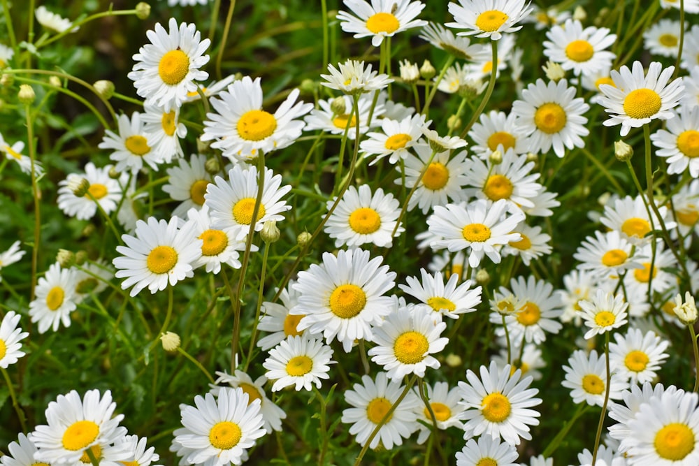 white and yellow daisy flowers