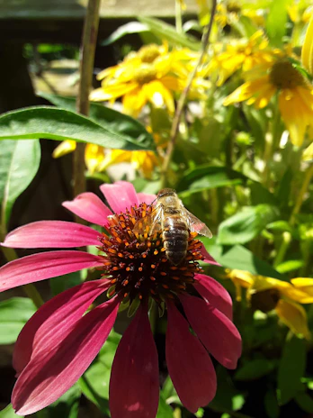 A bright yellow bee perched delicately on a blooming flower in a sunlit garden.