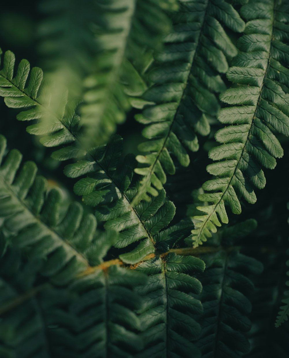 green leaf in close up photography