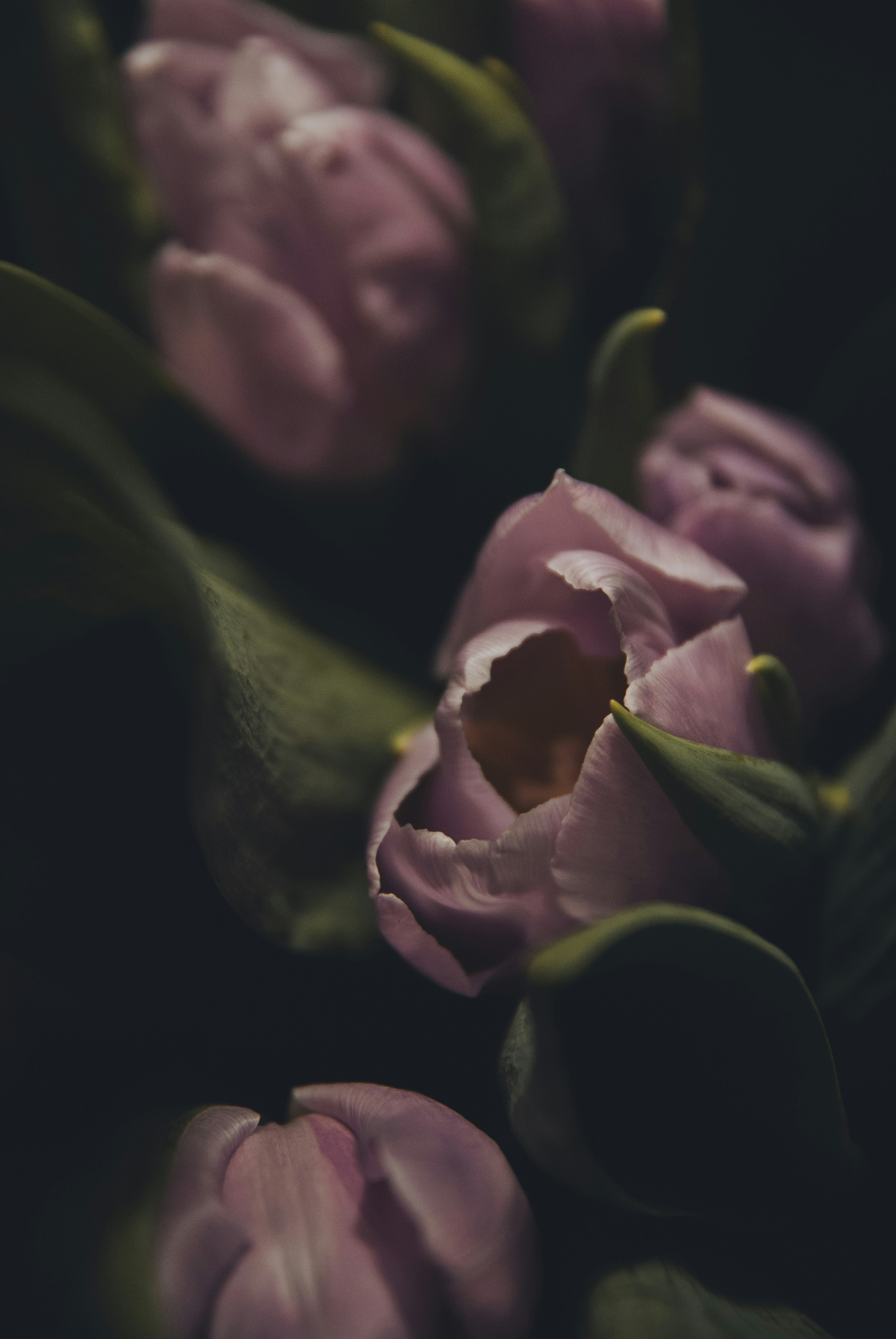 黒の背景に紫の花の写真 Unsplashで見つけるグレーの無料写真