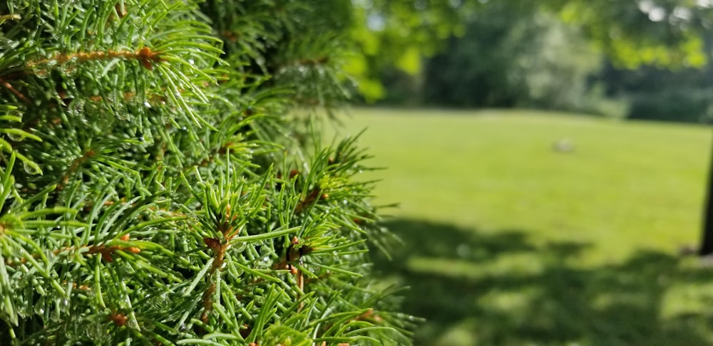 green grass field during daytime