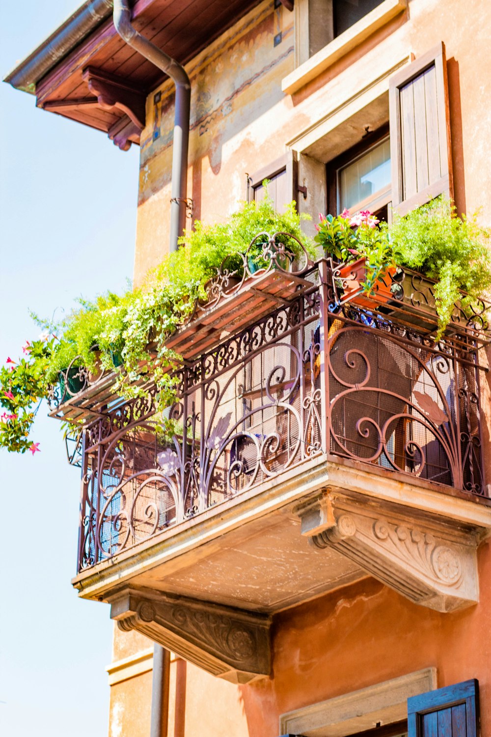 green plant on brown wooden window