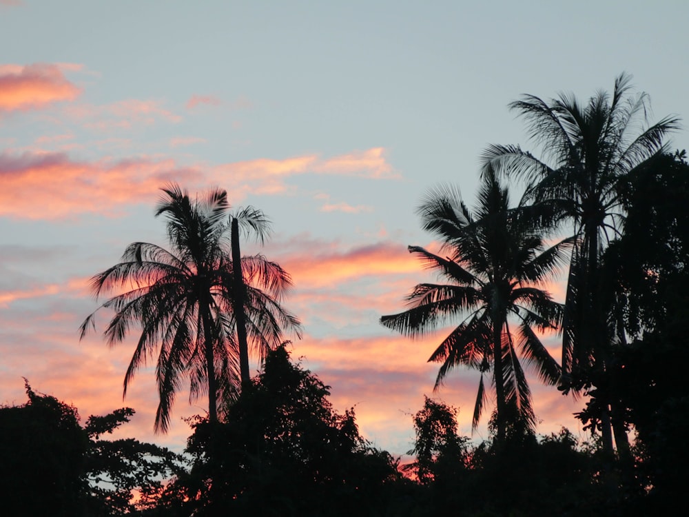 silhouette of palm trees during sunset