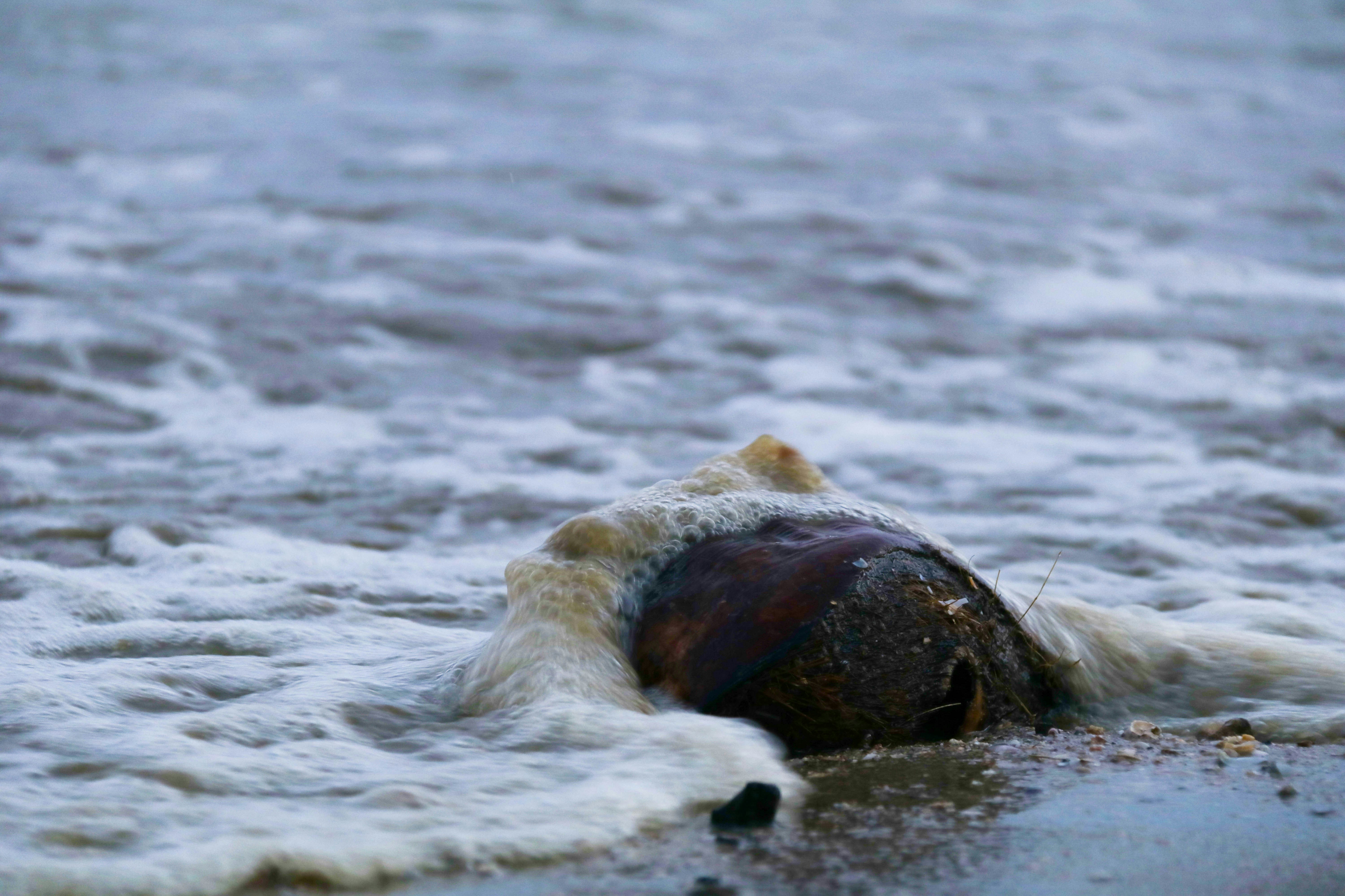 brown sea creature on water during daytime