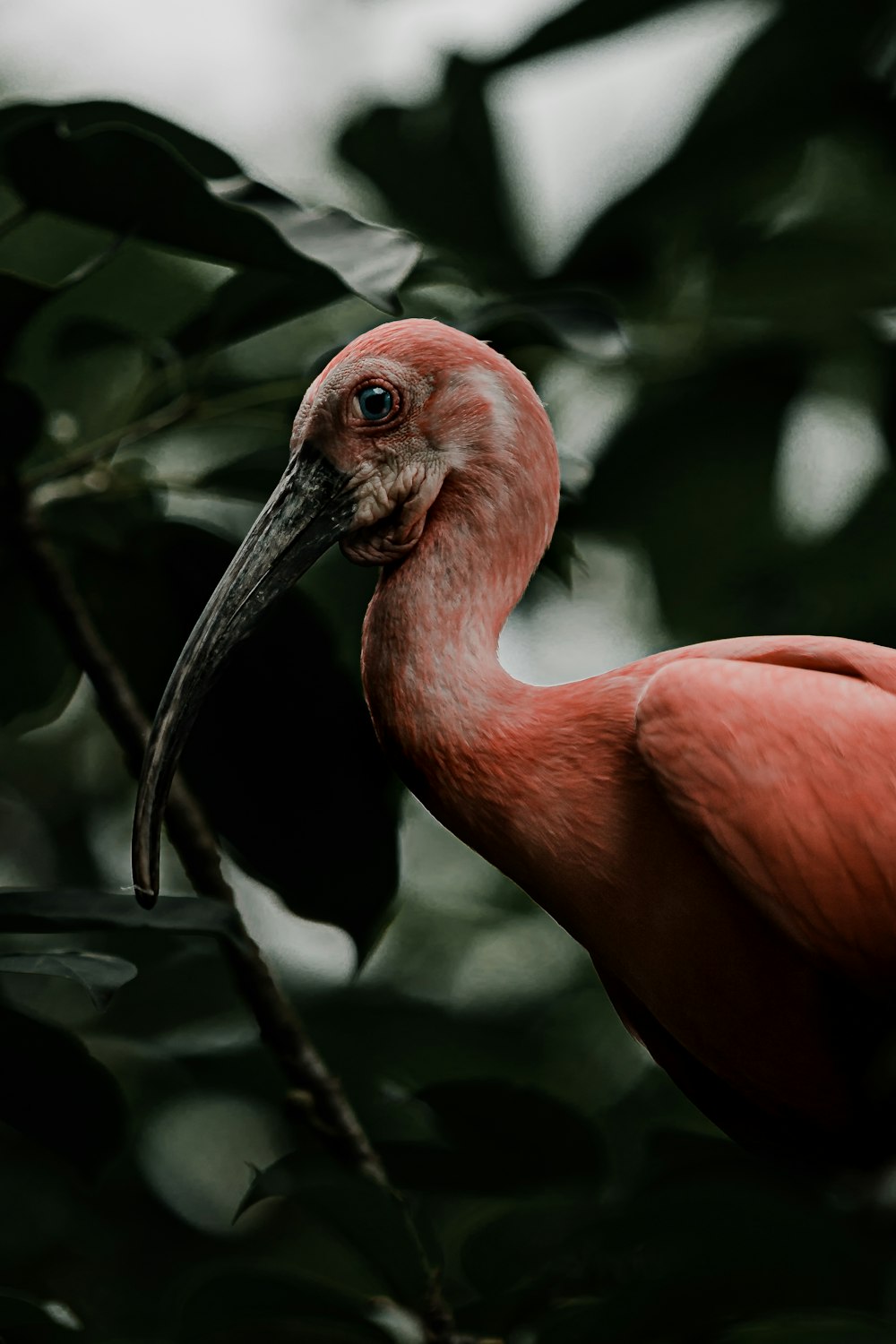 pink flamingo on black tree branch during daytime