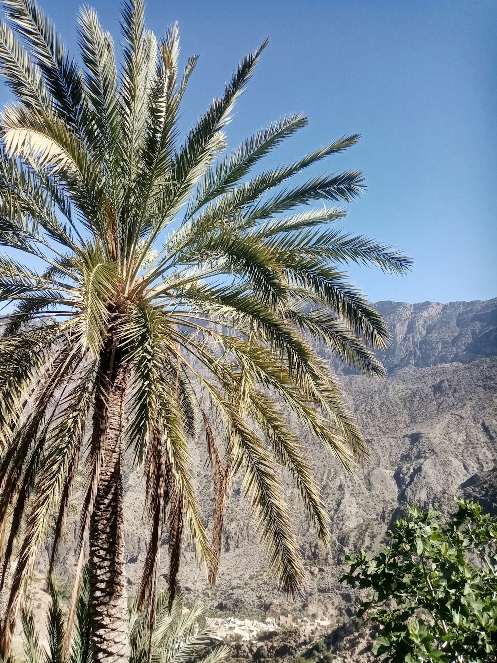 green palm tree near mountain during daytime