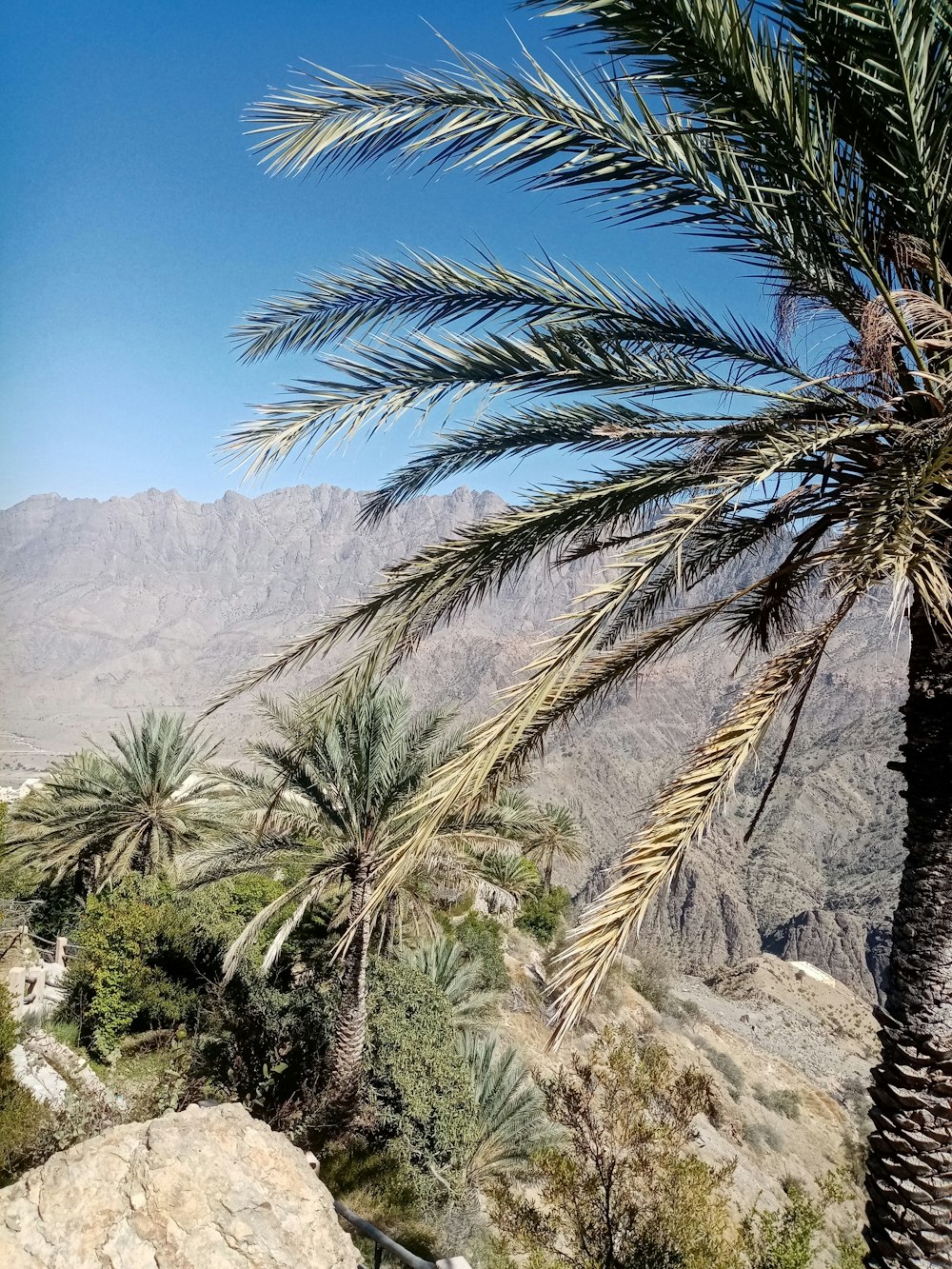 green palm tree near mountain during daytime