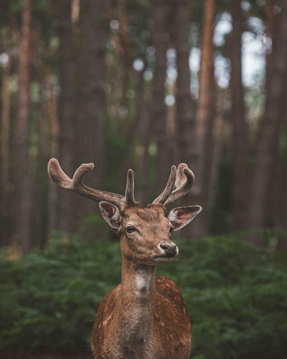 cerf brun sur l’herbe verte pendant la journée