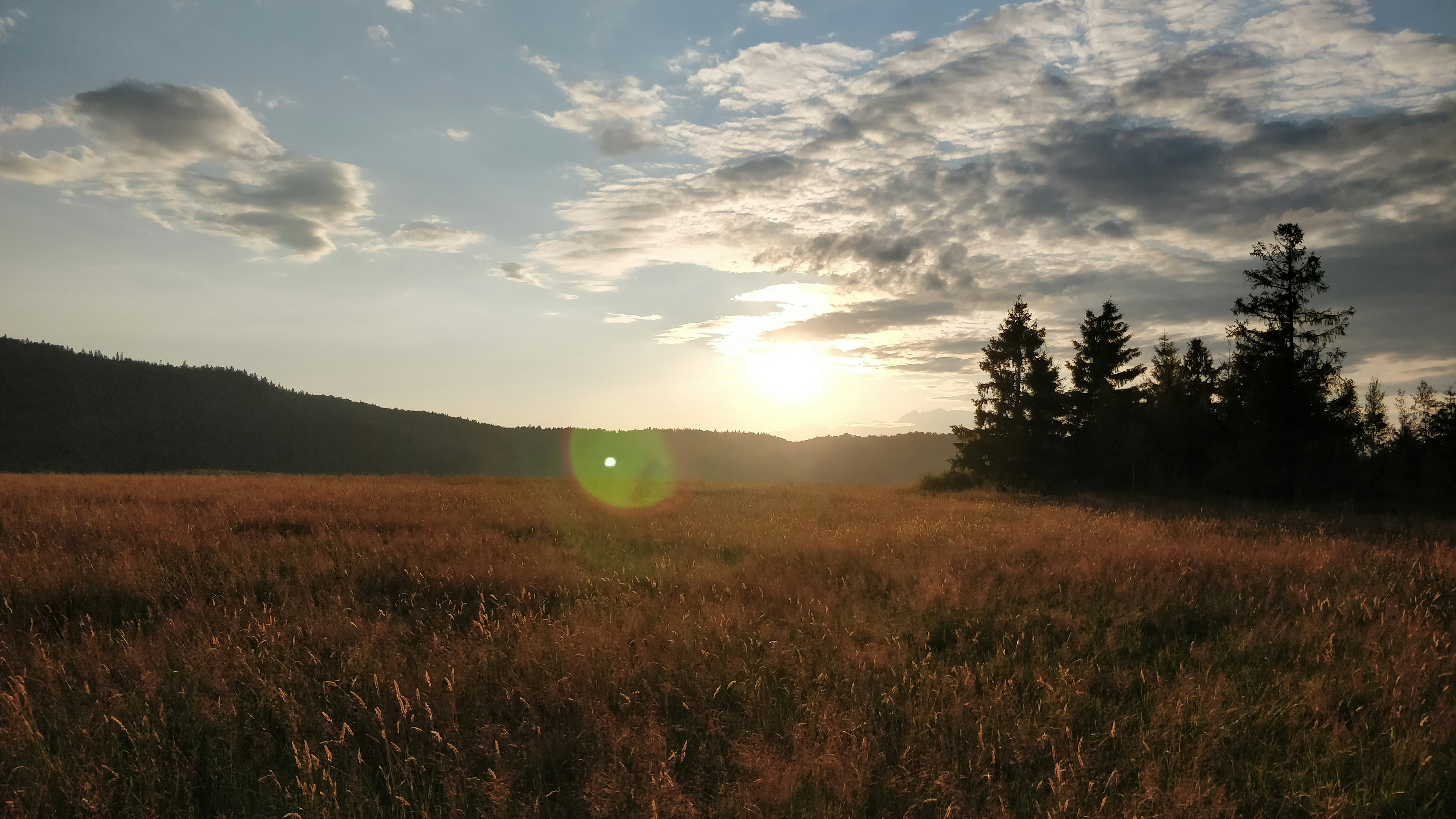 green grass field under blue sky during daytime