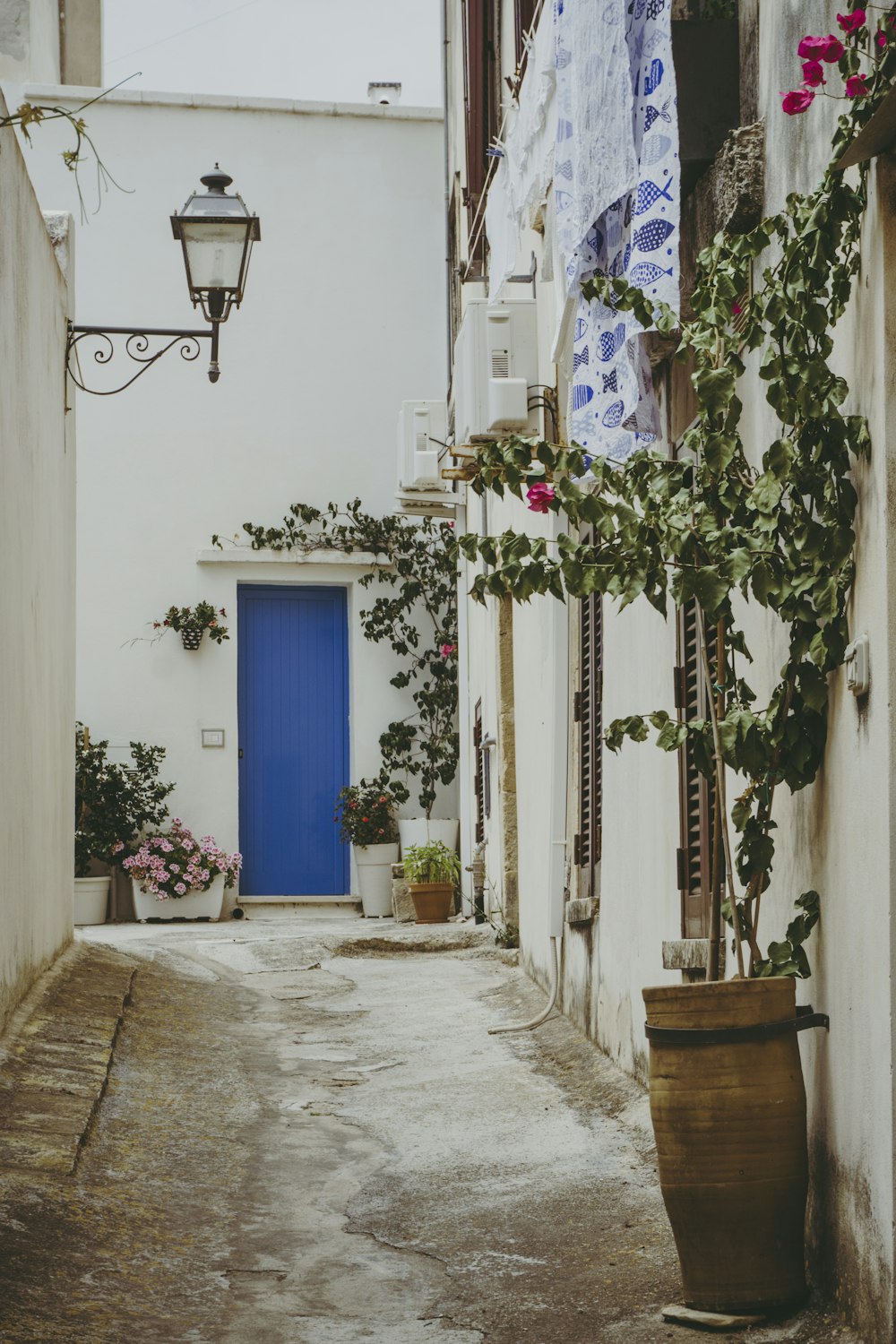 blue wooden door near green plant