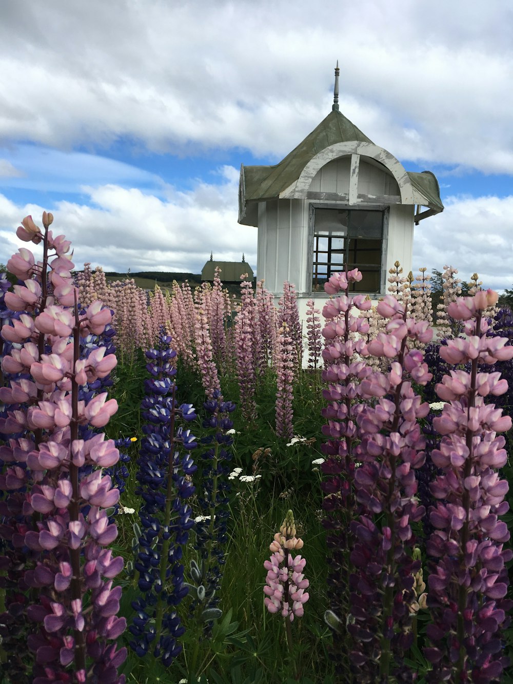 maison brune et blanche entourée de fleurs sous ciel bleu pendant la journée