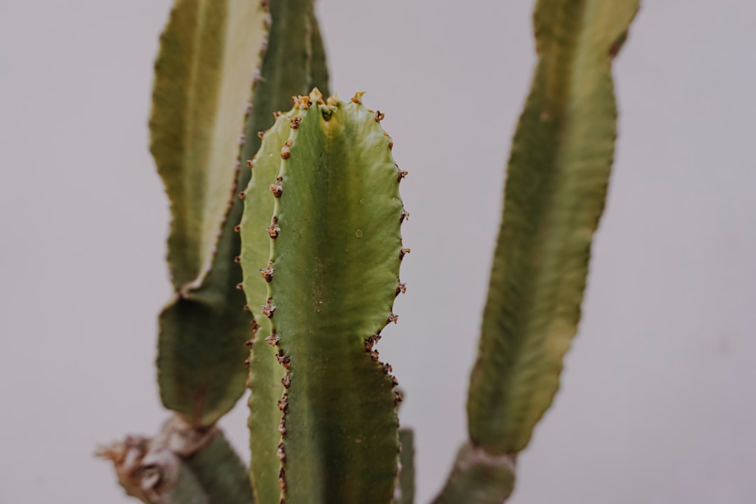 green cactus plant in close up photography