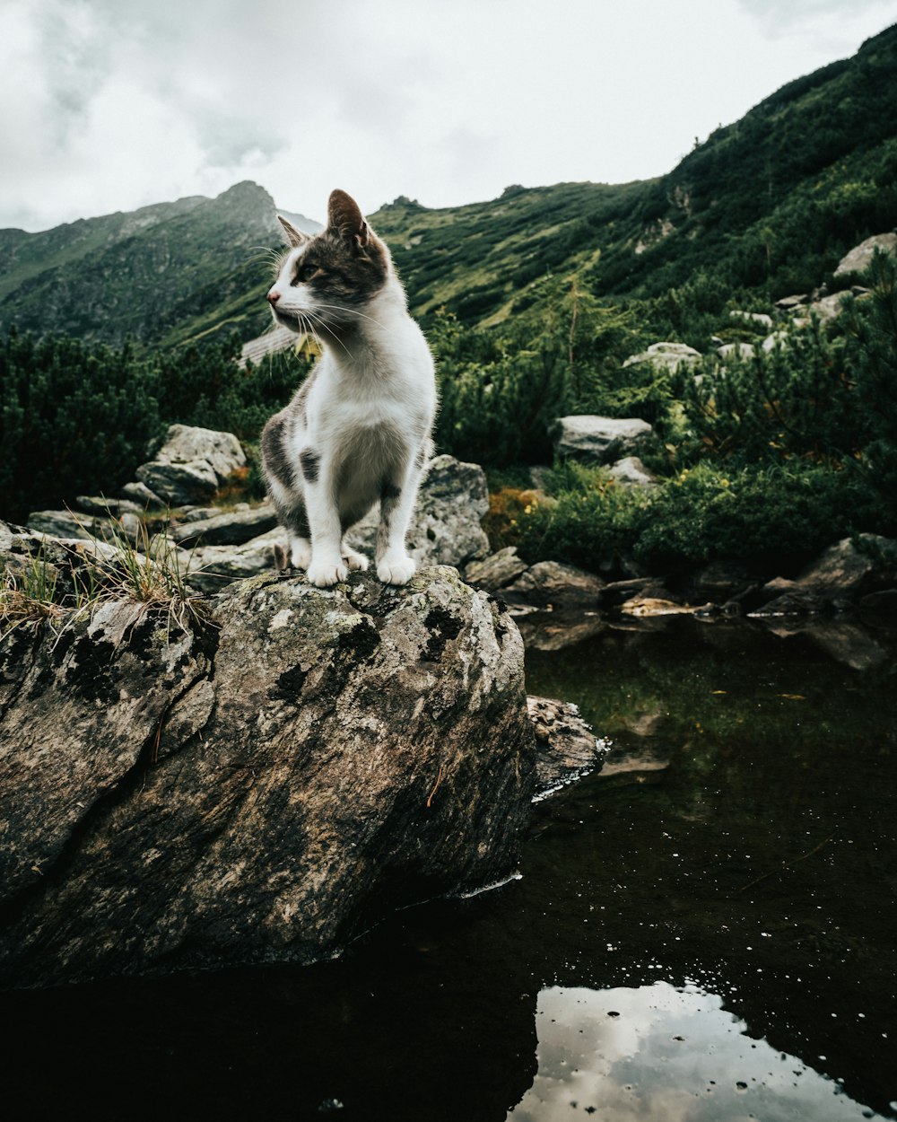 white cat on gray rock
