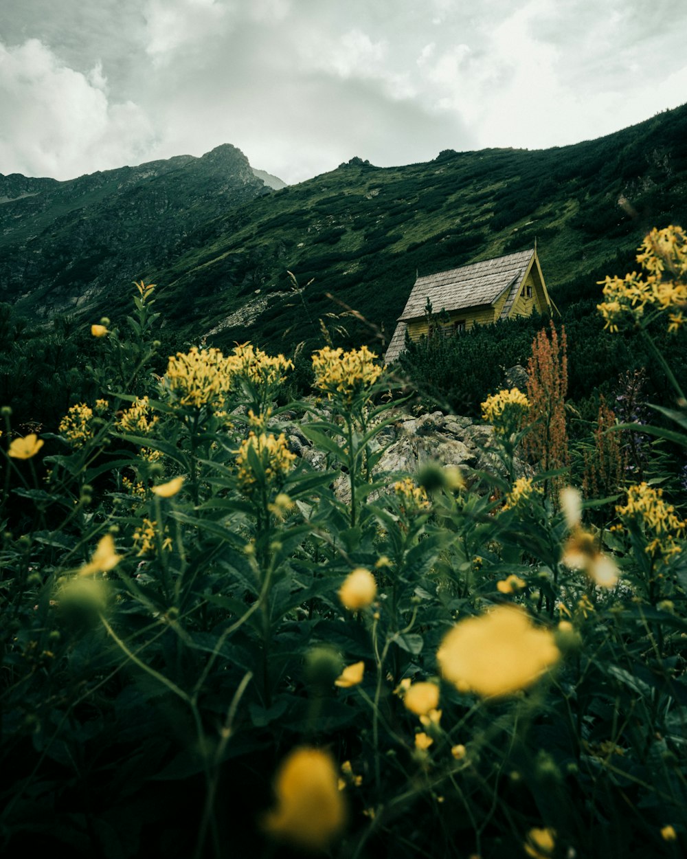 brown wooden house on green grass field near mountain during daytime