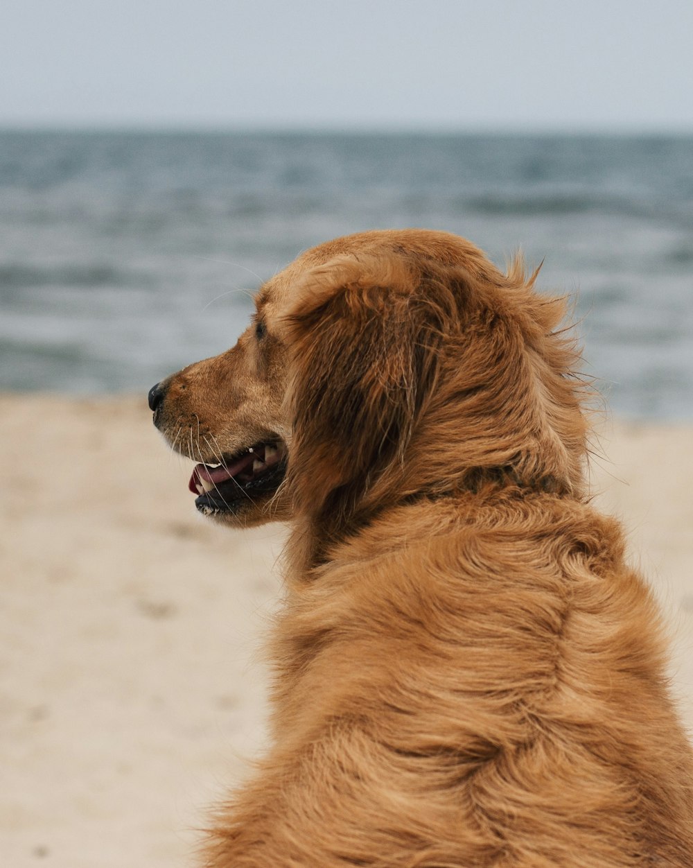 golden retriever on white sand during daytime