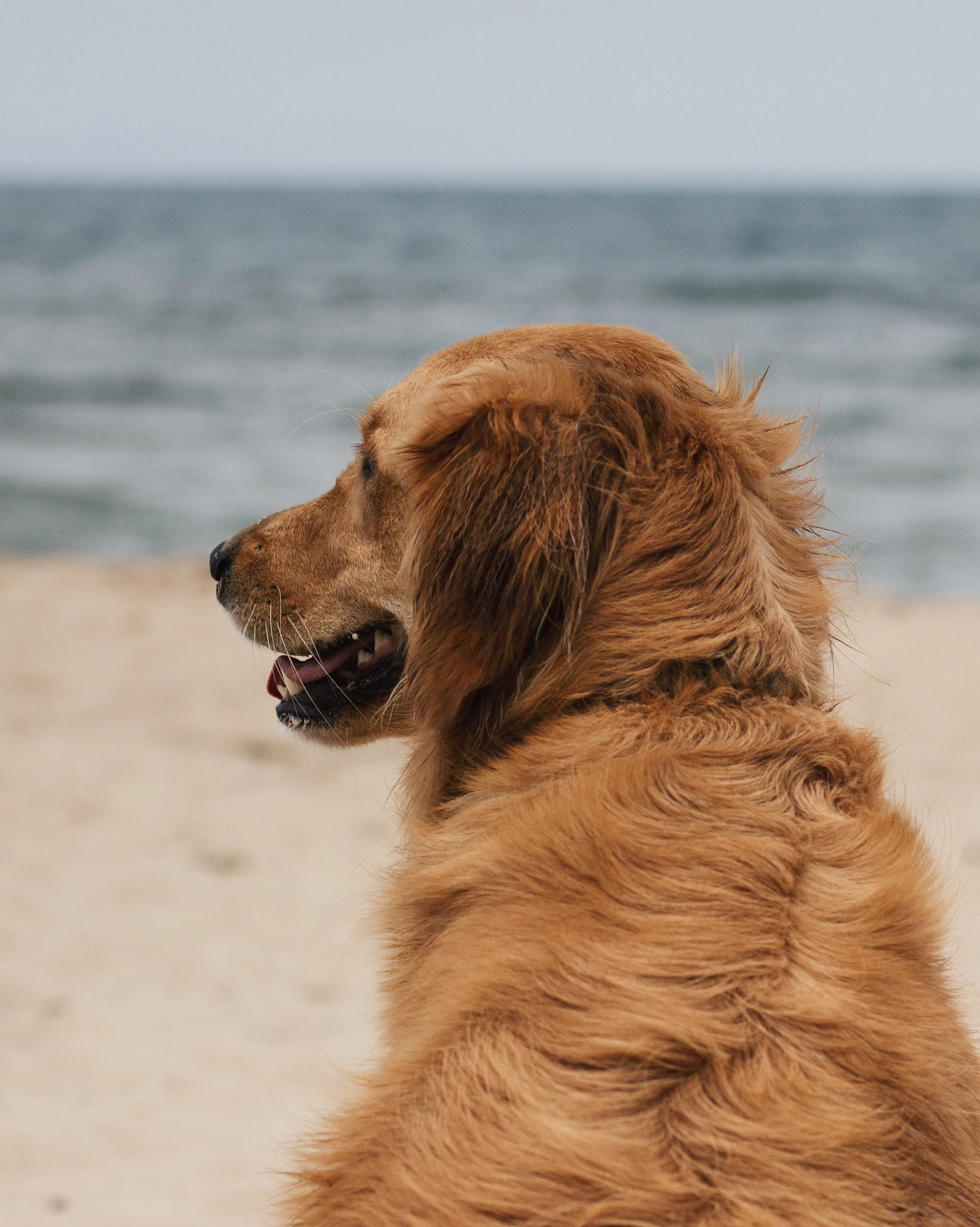 Perro paseando junto al mar en la costa de Almería