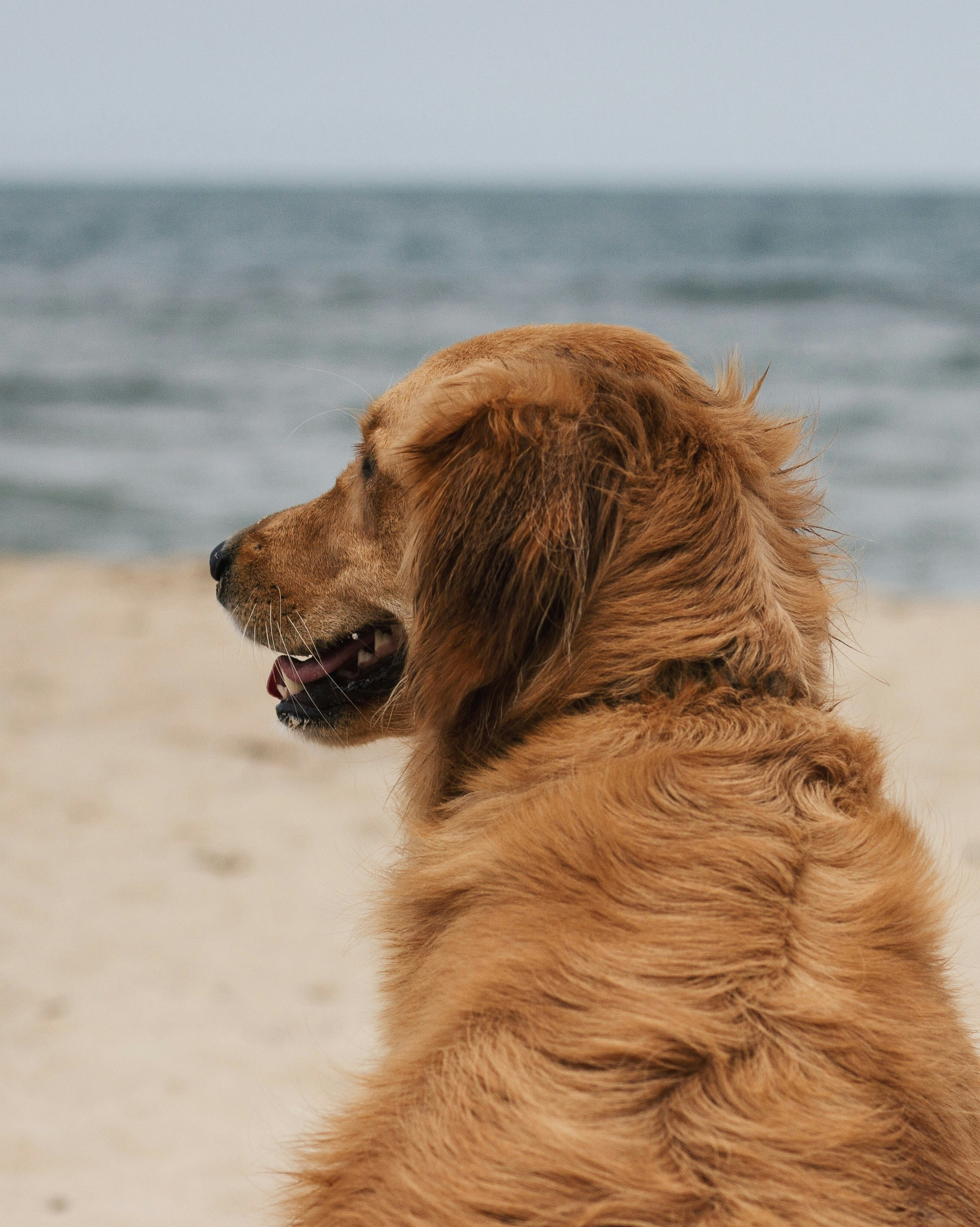 golden retriever on white sand during daytime