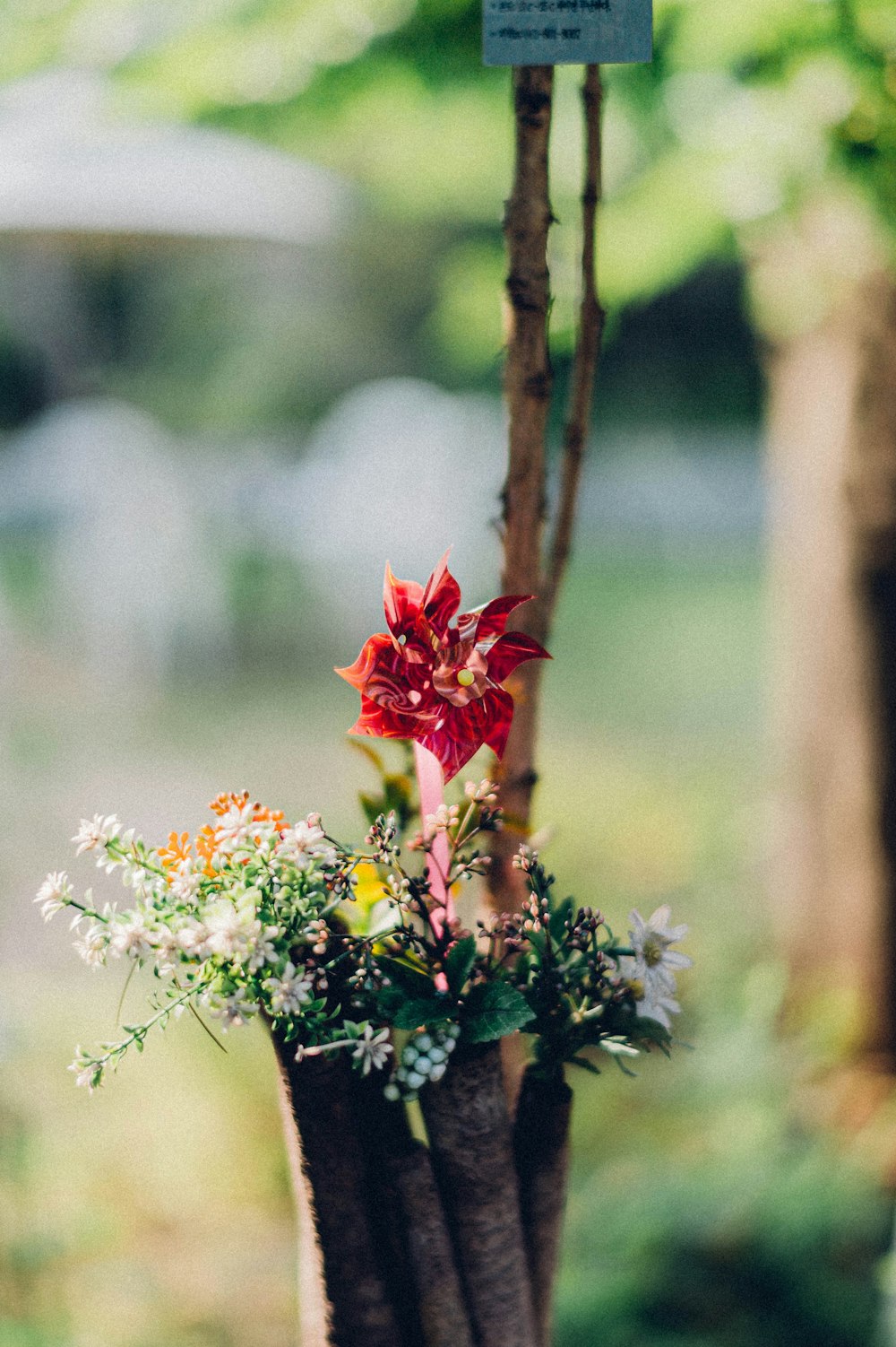 rote und gelbe Blume auf braunem Ast