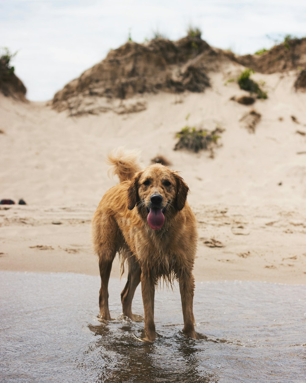 낮 동안 해변에서 달리는 갈색 긴 코팅 개