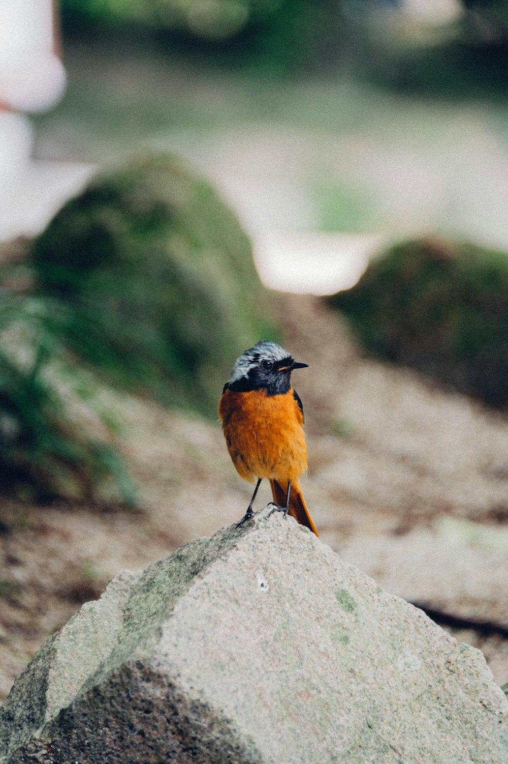 brown and black bird on gray rock during daytime