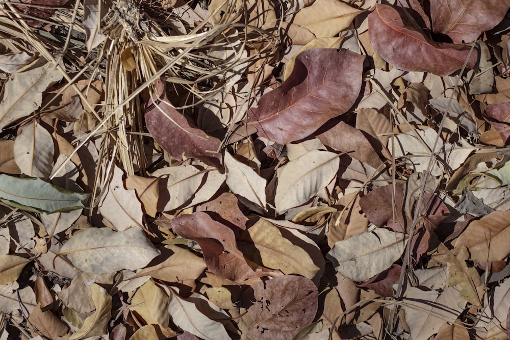 red and brown dried leaves on gray concrete floor