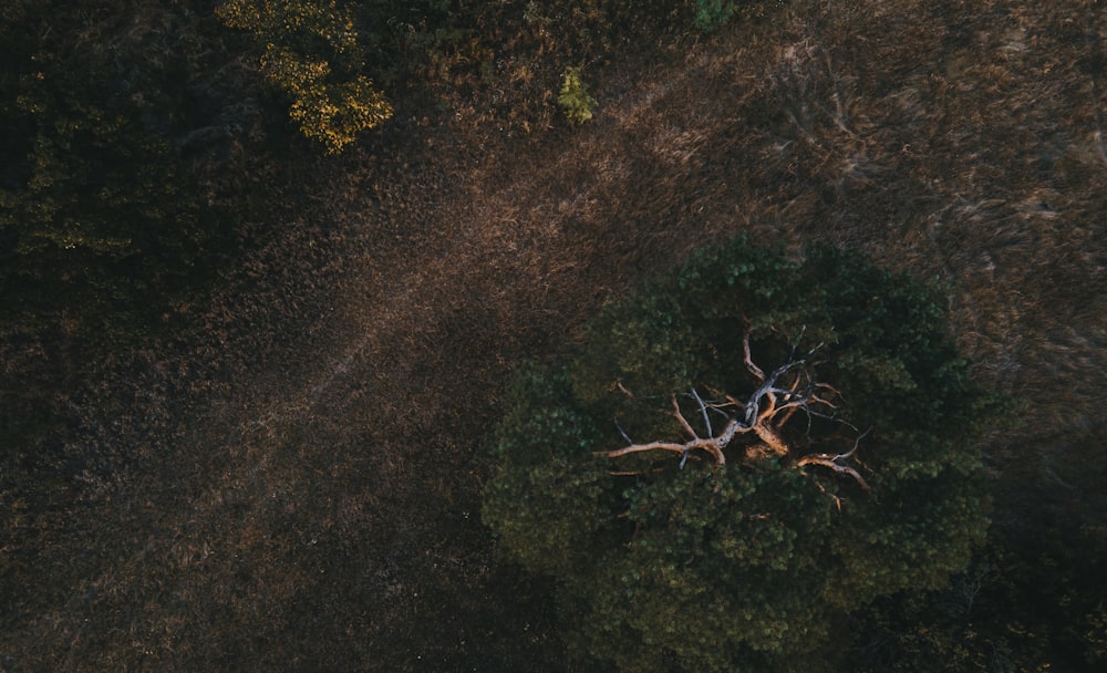 green trees on brown soil