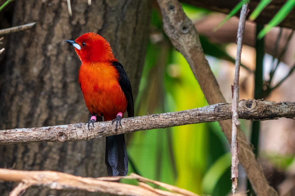 red and black bird on brown tree branch during daytime