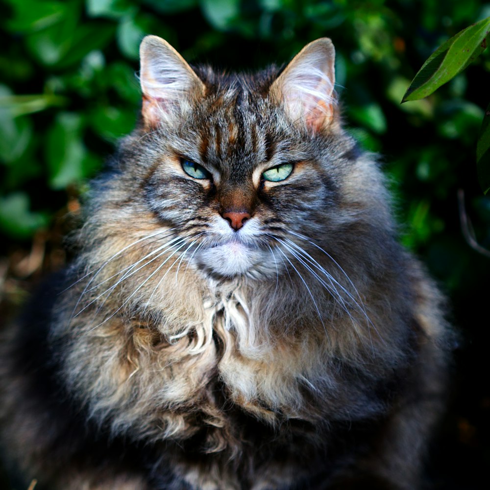 gato de pelaje largo marrón y negro