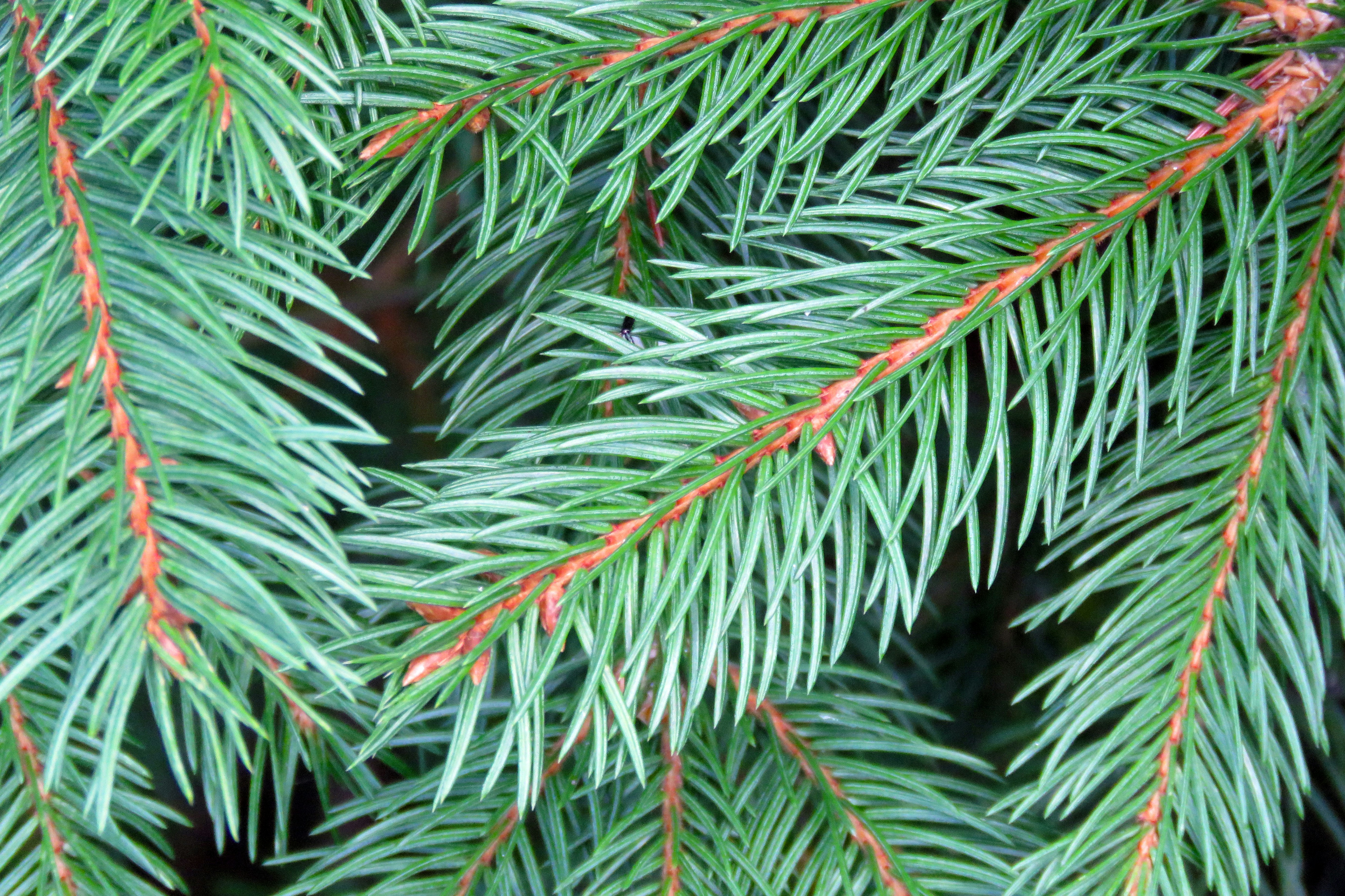green pine tree leaves in close up photography yule teams background