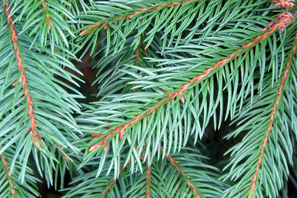 green pine tree leaves in close up photography