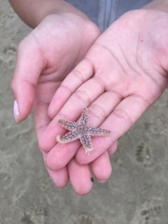 Close-up of someone's hands gently holding a vibrant sea star against the sunlit sand.