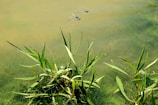 Two blue dragonflies hover above lush green aquatic plants growing in a calm, murky water setting. The scene captures the tranquil interaction of insects with their natural habitat.