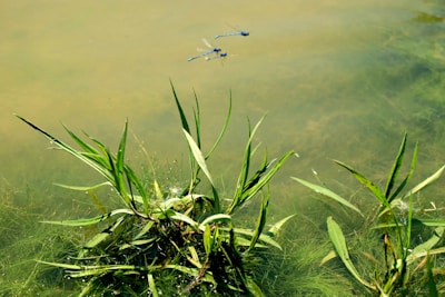 Two blue dragonflies hover above lush green aquatic plants growing in a calm, murky water setting. The scene captures the tranquil interaction of insects with their natural habitat.