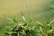 Two blue dragonflies hover above lush green aquatic plants growing in a calm, murky water setting. The scene captures the tranquil interaction of insects with their natural habitat.