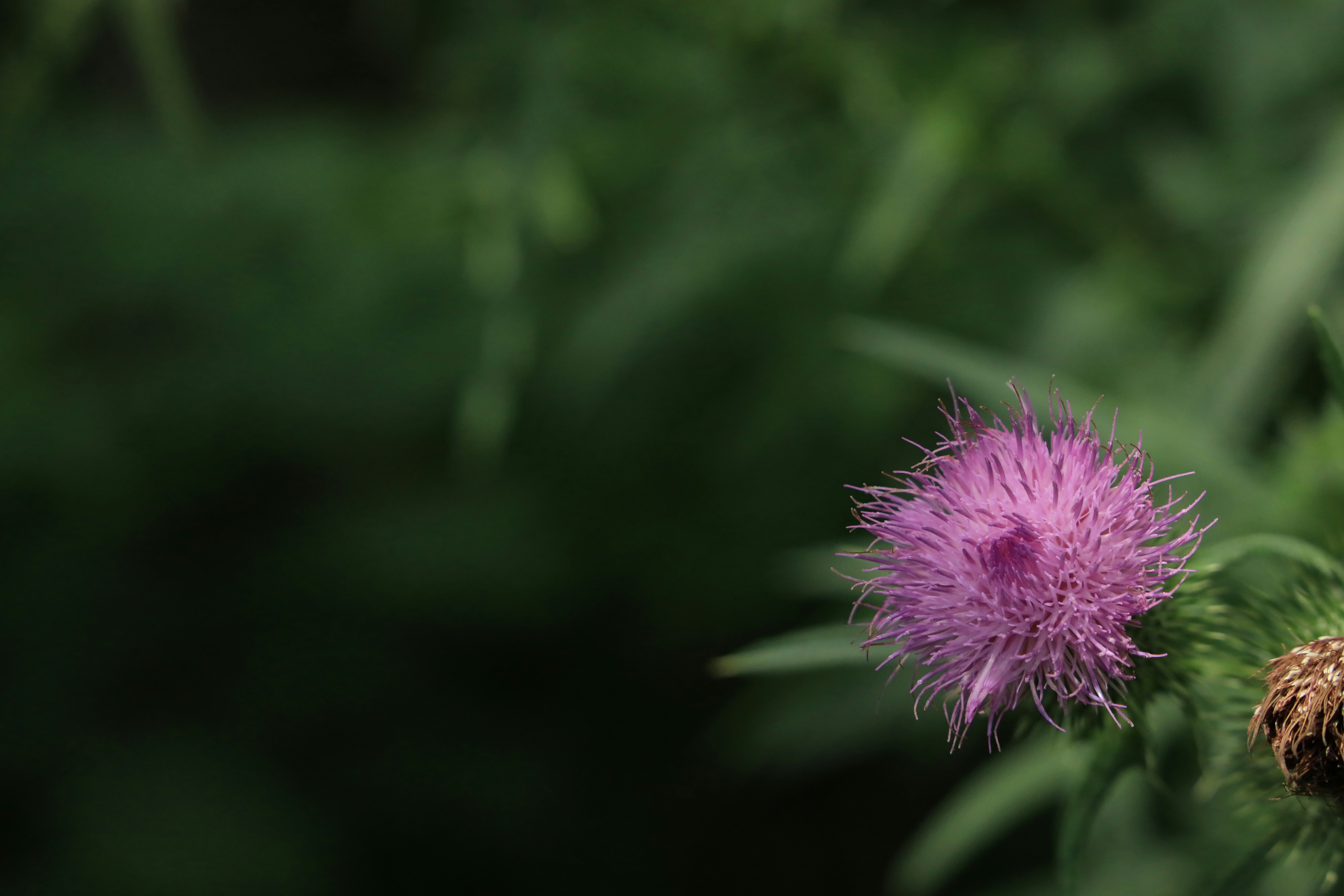 Photo by richardworks