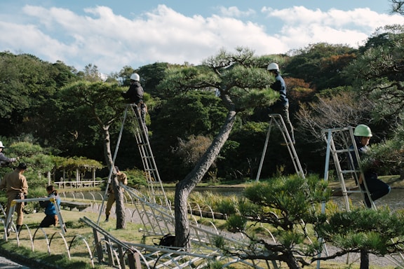 A certified arborist carefully trimming a large oak tree using hydraulic lifts and precision tools under a clear blue sky.