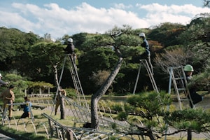 Several people wearing helmets are standing on ladders as they trim and maintain large pine trees in a landscaped garden. The scene is set in a lush, green area with a variety of trees and shrubs, under a partly cloudy sky.