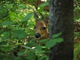 A close-up of a deer peeking through lush green foliage in a protected habitat.