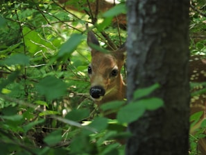 A close-up of a deer peeking through lush green foliage in a protected habitat.