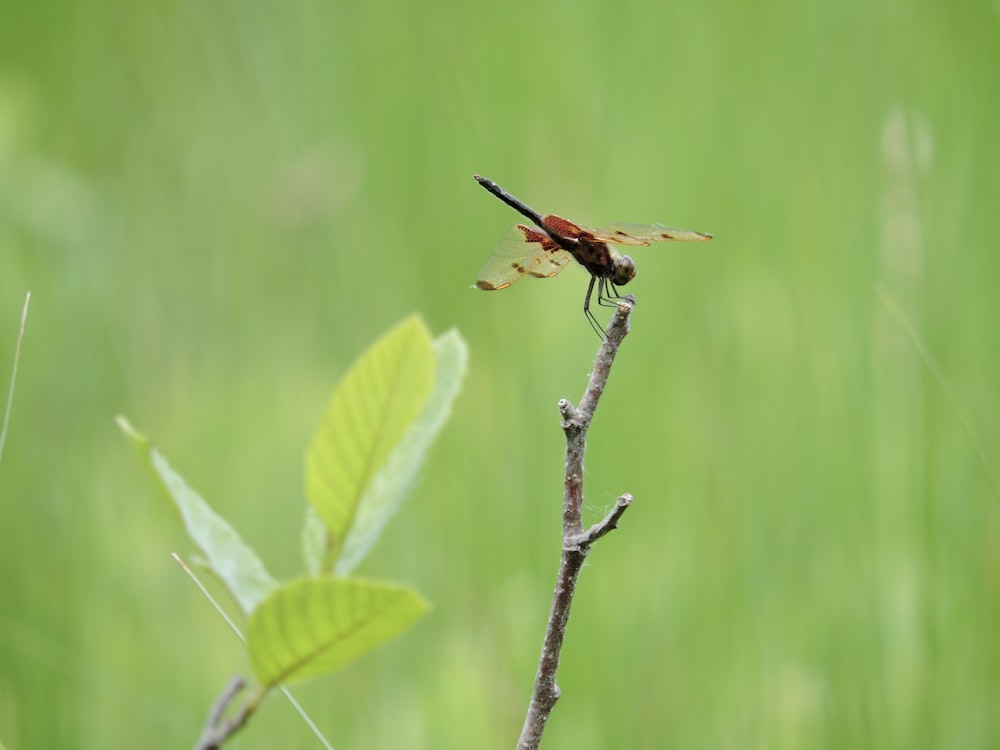 brown and black dragonfly perched on green leaf during daytime