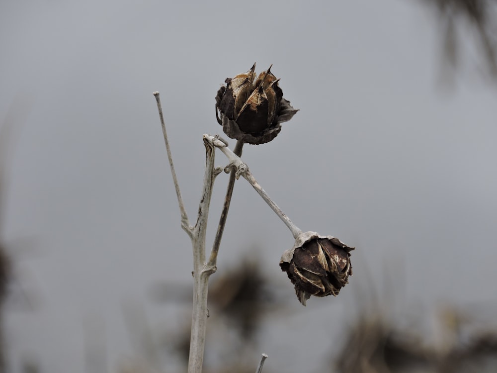 brown dried flower in close up photography