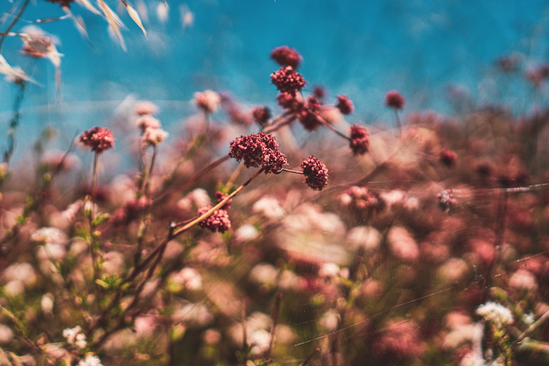 brown and black plant under blue sky during daytime