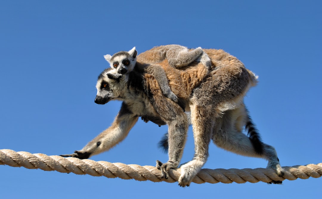 brown and white lemur on brown wooden branch during daytime