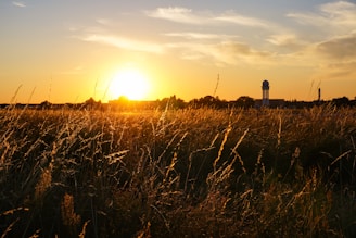 the sun is setting over a field of tall grass