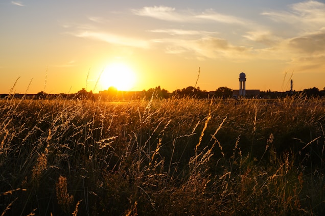 the sun is setting over a field of tall grass