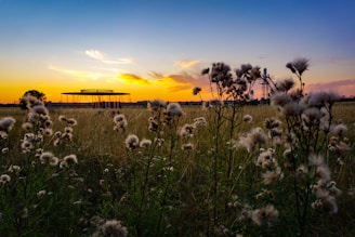 a field of tall grass with a sunset in the background