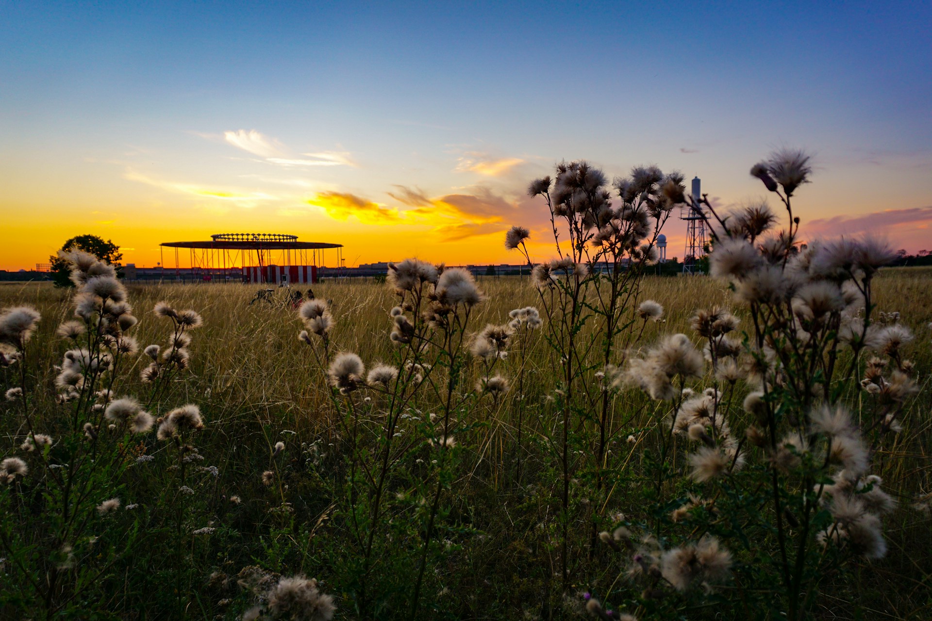 a field of tall grass with a sunset in the background