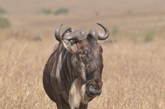 Samburu National Reserve photo 4