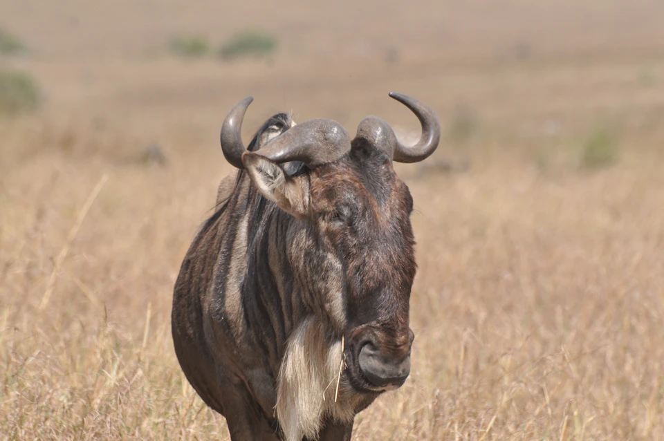 The image depicts a majestic wildebeest standing alone in a dry grass field, facing towards the right side of the frame. The wildebeest's brown and white coat contrasts with its dark horns and curved horns on either side of its head. In the background, there are trees and bushes scattered across the landscape, adding depth to the scene.